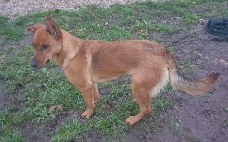 Belga Comune di Sassari