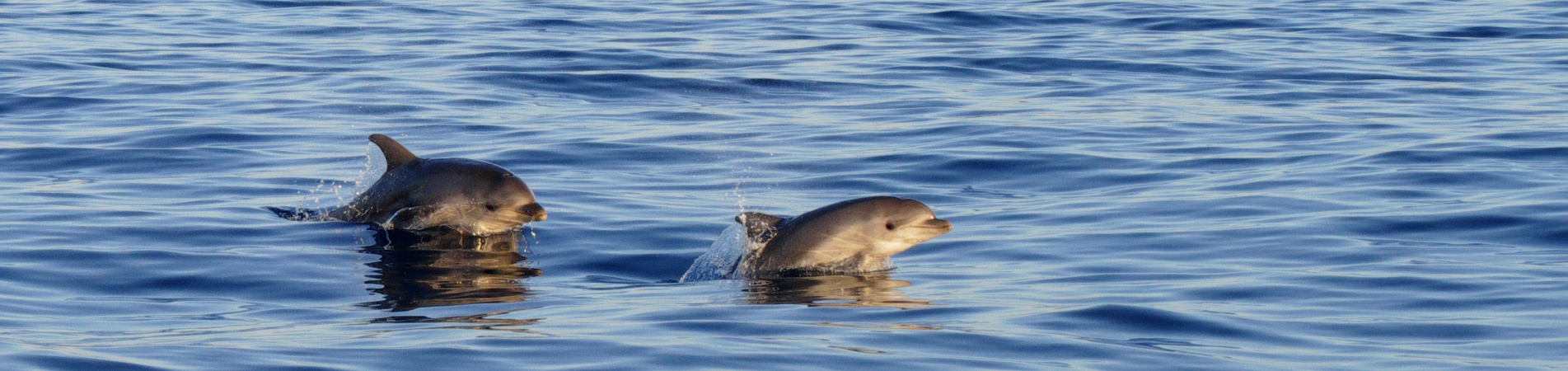 Alcuni delfini mentre saltano sul pelo dell'acqua Alcuni delfini mentre saltano sul pelo dell'acqua